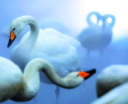 EXPOSITION DU CONCOURS PHOTO INTERNATIONAL 2023