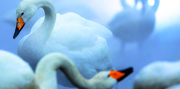 EXPOSITION DU CONCOURS PHOTO INTERNATIONAL 2023