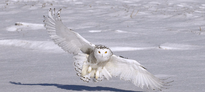 EXPOSITION « RENCONTRE DE LA PHOTO NATURE »