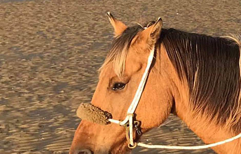 SPECTACLE DES CENTAURES