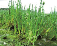 FÊTE DE LA SALICORNE