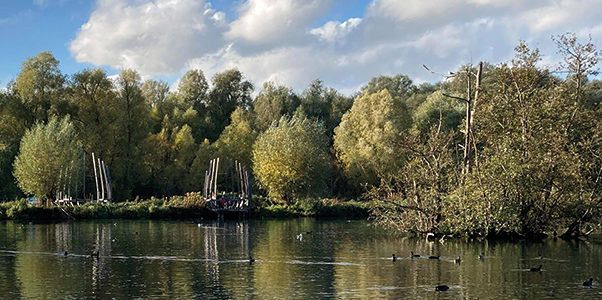 COMPTAGE D’OISEAUX D’EAUX