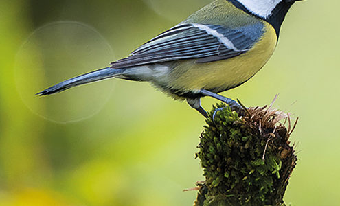 COMPTAGE D’OISEAUX DES JARDINS