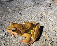 JOURNÉE MONDIALE DE LA VIE SAUVAGE