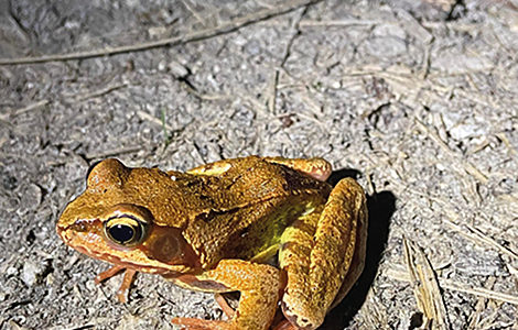 JOURNÉE MONDIALE DE LA VIE SAUVAGE