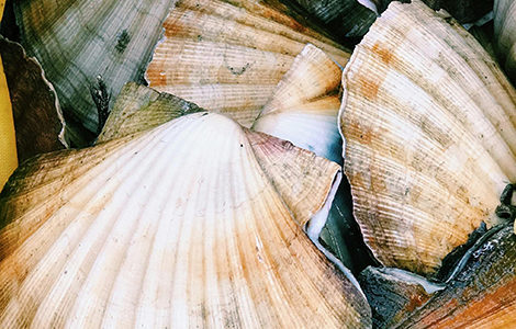 REPAS ASSOCIATIF « COQUILLADE »