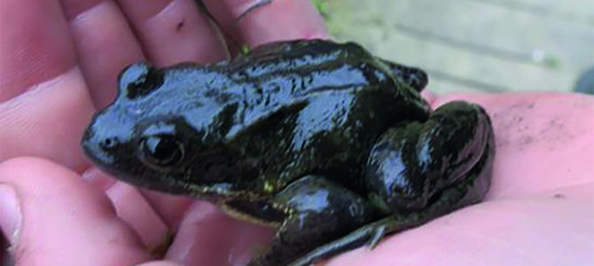 LES AMPHIBIENS DE LA BAIE DE CANCHE
