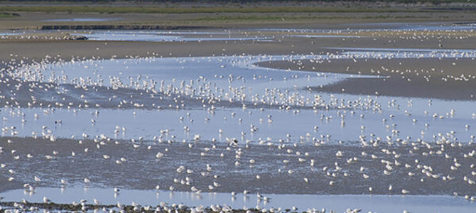 Rassemblement de mouettes face au port du Crotoy