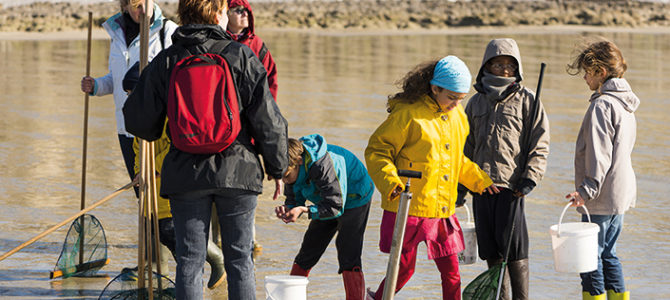 Sortie nature "Les animaux du bord de mer" dans le cadre du festival de l'oiseau. Le guide nature invite tout d'abord les enfants (et les adultes) à explorer les rochers pour y trouver coquillages, crabes et anémones. Encuite, chacun part à la pêche aux crevettes grises équipé de son "pousseu", cette épuisette que l'on pousse devant soi. Saison : Printemps - Lieu : Le Hourdel,  Baie de Somme, Somme, Picardie, France