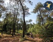 INDICES ET TRACES DE VI EN FORÊT