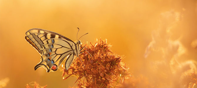 LES PAPILLONS DE JOUR