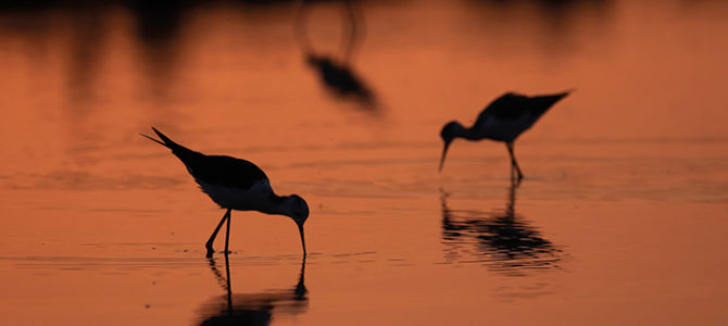 MOMENT CONTEMPLATIF AU CRÉPUSCULE