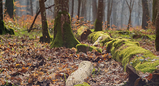 LA FORÊT AU CRÉPUSCULE