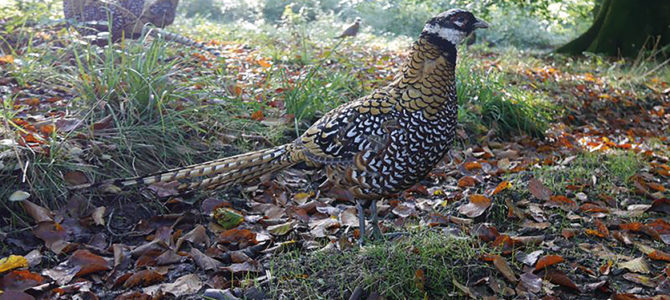 LES OISEAUX DE LA FORÊT
