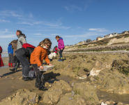 Sortie nature "Les animaux du bord de mer" dans le cadre du festival de l'oiseau. Le guide nature invite tout d'abord les enfants (et les adultes) à explorer les rochers pour y trouver coquillages, crabes et anémones. Encuite, chacun part à la pêche aux crevettes grises équipé de son "pousseu", cette épuisette que l'on pousse devant soi. Saison : Printemps - Lieu : Le Hourdel, Baie de Somme, Somme, Picardie, France