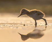 SOIRÉE PRINTANIÈRE