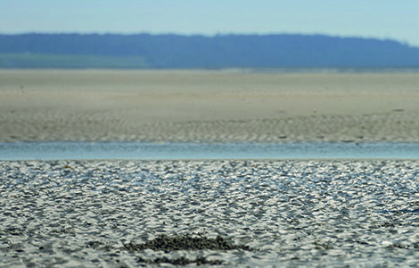La guide nature emmène le groupe de festivaliers découvrir les gisements de coques en Baie de Somme - Elle retrace l'histoire de la récolte des hénons, présentent les outils des hénoniers, explique la réglementation (taille minimale, périodes, lieux...) et termine par une dégustation de coques en conserve. Sortie nature : Les Hénons, les coques de la Baie de Somme - Animée par Charlotte Froissart - charlottefroissart@yahoo.fr / www.tracesdeguides.com / 06 15 76 92 78