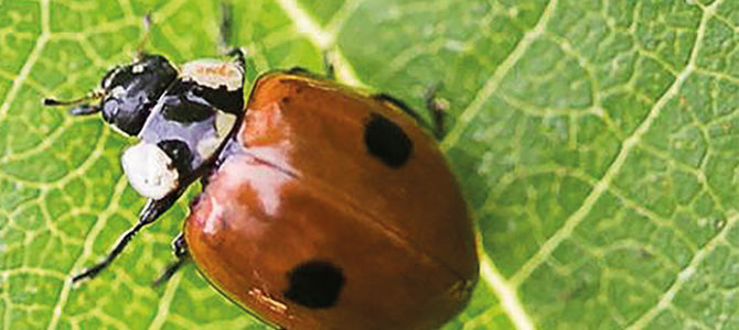 LE MONDE SECRET DES PETITES BÊTES DU PARC