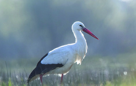 LE PARC AU LEVER DU JOUR