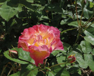 SILENCE ÇA POUSSE !