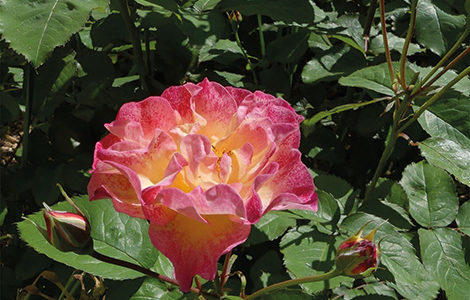 SILENCE ÇA POUSSE !