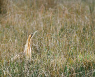 BIG DAY MARQUENTERRE