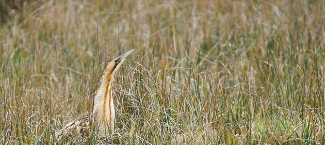 BIG DAY MARQUENTERRE