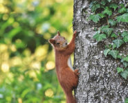 UN AUTOMNE EN FORÊT