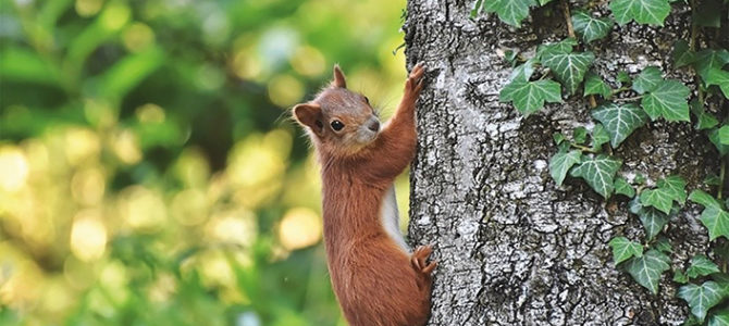UN AUTOMNE EN FORÊT