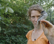 MIGRATIONS SECRÈTES : LA FAUVETTE À TÊTE NOIRE