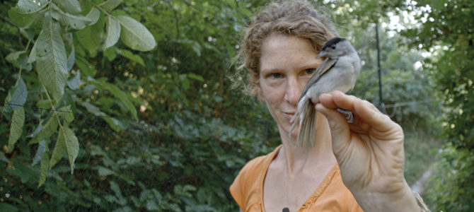 MIGRATIONS SECRÈTES : LA FAUVETTE À TÊTE NOIRE