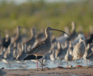LE MYSTÉRIEUX VOYAGE DES OISEAUX DE RIVAGE