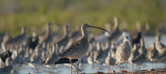LE MYSTÉRIEUX VOYAGE DES OISEAUX DE RIVAGE