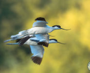 LES OISEAUX MIGRATEURS DE LA RÉSERVE