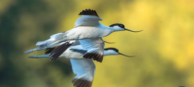 LES OISEAUX MIGRATEURS DE LA RÉSERVE