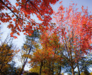 LA FORÊT DU TOUQUET EN AUTOMNE