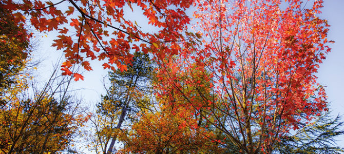 LA FORÊT DU TOUQUET EN AUTOMNE