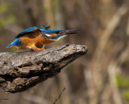 LES OISEAUX MIGRATEURS DE LA RÉSERVE