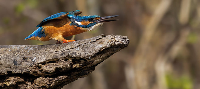 LA MIGRATION DES PASSEREAUX
