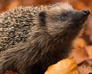 PRÉPARER L’ACCUEIL DES HÉRISSONS DANS SON JARDIN