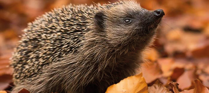 PRÉPARER L’ACCUEIL DES HÉRISSONS DANS SON JARDIN
