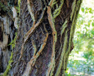 LES FOLLES FORMES DES ÉCORCES