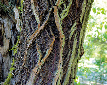 LES FOLLES FORMES DES ÉCORCES