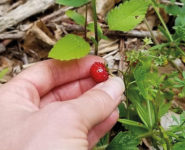 À LA RECHERCHE DES FRUITS SAUVAGES