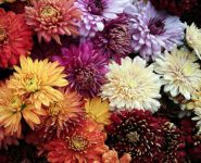 28ème FÊTE DU CHRYSANTHÈME