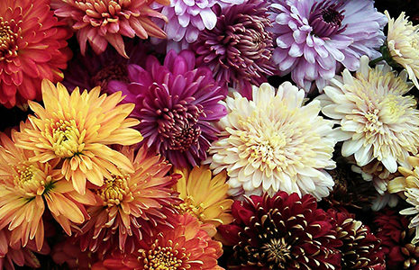 28ème FÊTE DU CHRYSANTHÈME