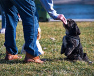 CONCOURS D’OBÉISSANCE