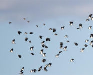 LES SEMAINES DE LA MIGRATION