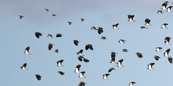 LES SEMAINES DE LA MIGRATION