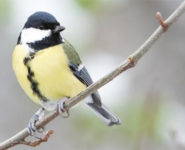 RENCONTRE À LA PALISSADE DES MANGEOIRES
